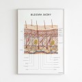 Anatomisches Poster - HAUTKONSTRUKTION .jpg