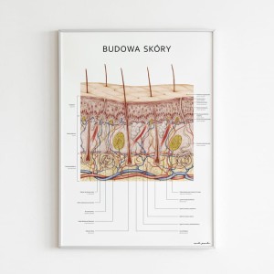 Anatomical poster - SKIN CONSTRUCTION