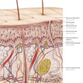 Anatomisches Poster - HAUTKONSTRUKTION .jpg