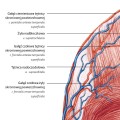 Anatomisches Poster - GESICHTSVASKULATION.jpg