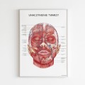 Anatomisches Poster - GESICHTSVASKULATION.jpg