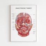 Anatomical poster - FACIAL VASCULATION