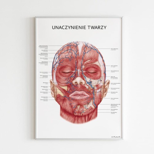 Anatomisches Poster - GESICHTSVASKULATION.jpg