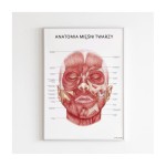 Anatomical poster - FACIAL MUSCLES