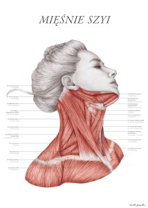 Anatomy poster - Neck muscles